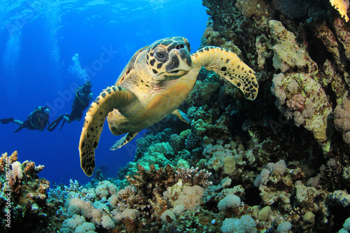 Fototapeta dla dzieci Hawksbill Turtle and Scuba Divers