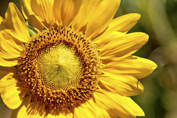 Wall Mural - sunflower