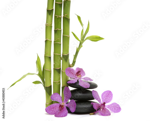 Tapeta ścienna Cienki bambusowy gaj i orchidea z ułożonymi kamieniami