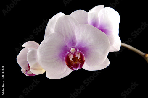 Obraz na płótnie canvas czteroczęściowy "tetraptyk" Kwiat orchidei na czarno