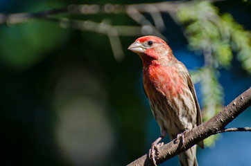 Male House Finch Perched in a Tree