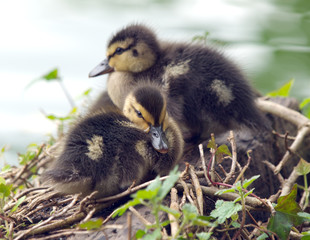 Wall Mural - Chicks