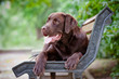 chocolate labrador retriever puppy resting on a bench
