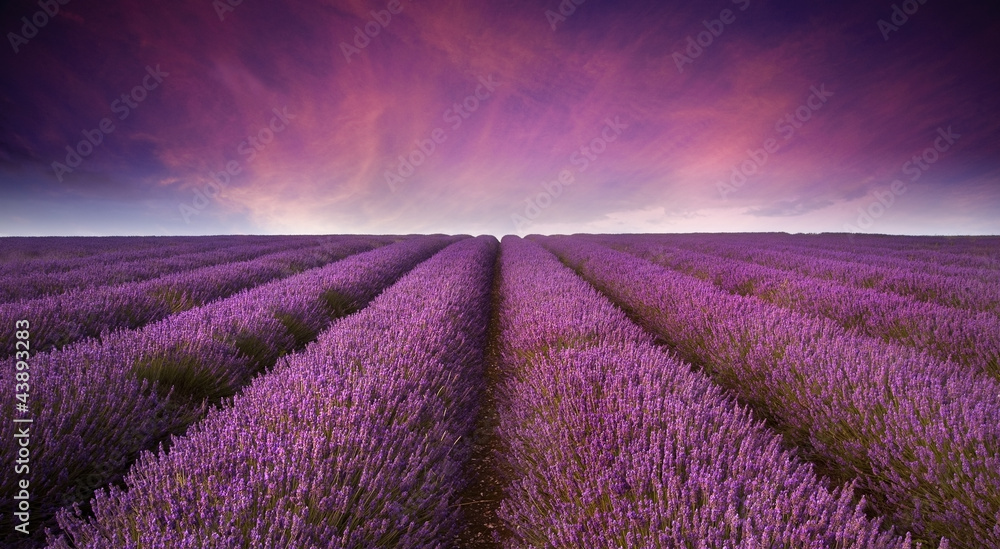 Stunning lavender field landscape Summer sunset - obrazy, fototapety, plakaty 