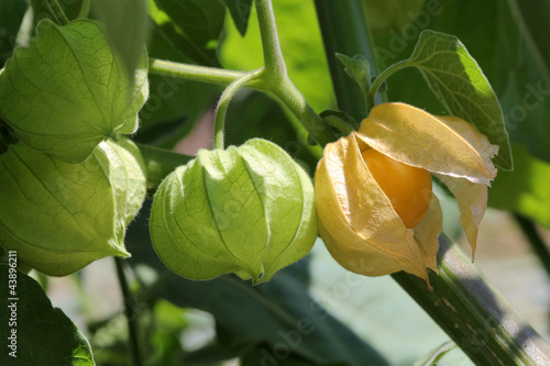 Physalis Andenbeere Im Garten Buy This Stock Photo And Explore