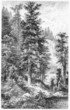 © nickolae - Vintage 19th century drawing of Noble Fir in nature