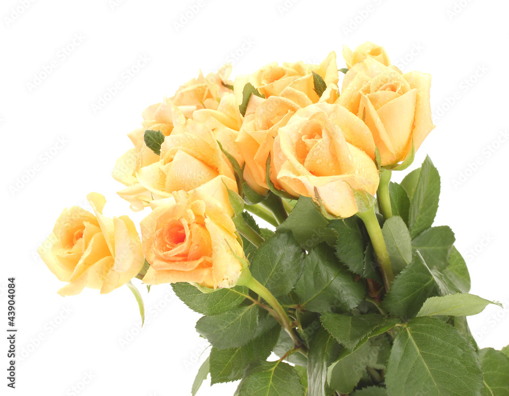 beautiful bouquet of roses isolated on white