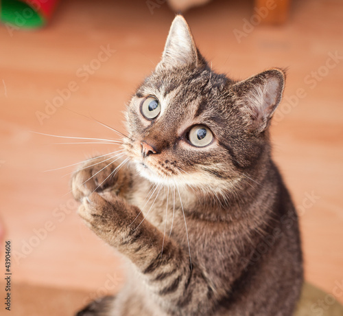 Naklejka ścienna Young european cat asking for food 