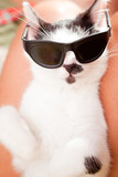 Fototapeta Zwierzęta - Young cat with a sunglasses 