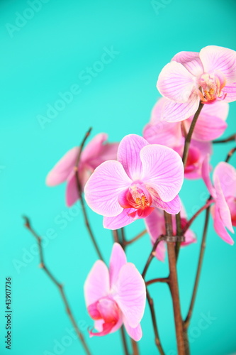 Obraz na płótnie canvas trzyczęściowy "tryptyk" Różowe orchidee na zielonym tle z bliska