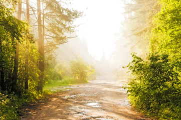 Wall Mural - Forest road in the fog