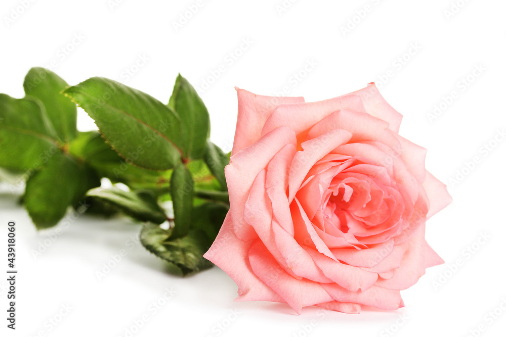Pink rose isolated on white.