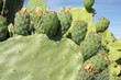 Higos chumbos verdes, chumbera, nopal. Opuntia ficus indica