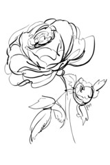 Wall Mural - a sketch of rose on a white background