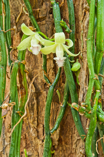 Nowoczesny obraz na płótnie Vanilla aphylla Rolfe