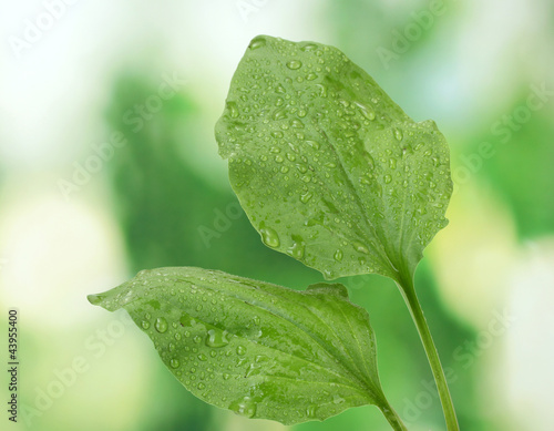 Fotografia, Obraz plantain leaves with drops on green background