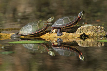 Two Painted Turtles Basking On A Log With Reflection On Water