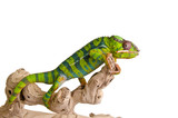 Fototapeta Zwierzęta - Colorful chameleon