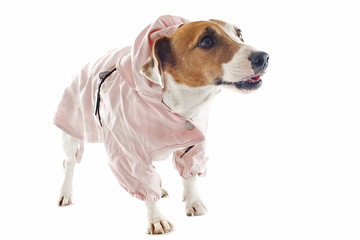 Canvas Print - jack russel terrier and raincoat