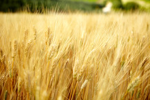 Yellow Grain Ready For Harvest Growing In A Tuscany  Farm Field