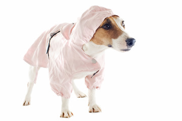 Canvas Print - jack russel terrier and raincoat