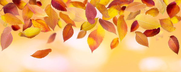 Wall Mural - panoramic autumn leaves