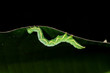 moth caterpillar, ranomafana, madagascar