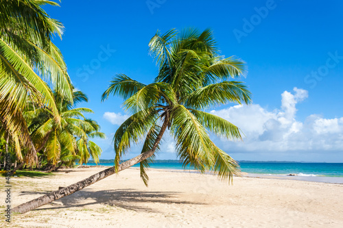 Motiv-Rollo - Palm beach (von Pierre-Yves Babelon)