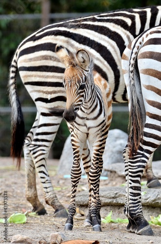 Obraz na płótnie canvas dwuczęściowy "dyptyk" Młoda zebra