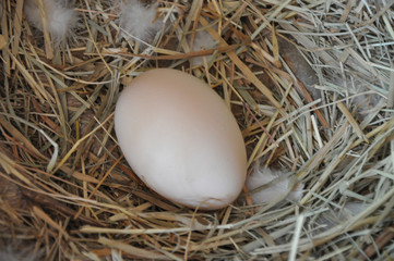 Chicken Egg in Nest