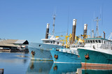 Fototapeta Psy - Fishing Boats at Dock