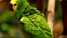 Green Parrot In Blured Background