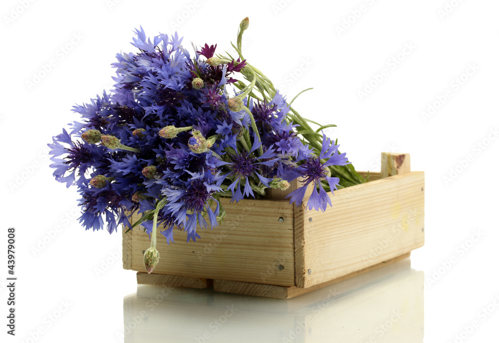 cornflowers in wooden box isolated on white