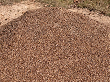 Granite Pebble Mound Ants Nest
