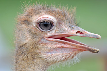 ostrich head