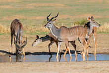 Kudu Antelopes At A Waterhole, Kalahari Desert,