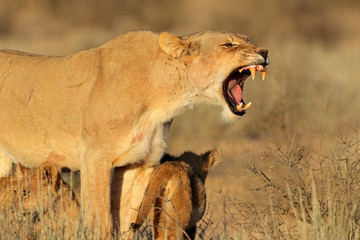 Wall Mural - aggressive lioness defending her young cubs
