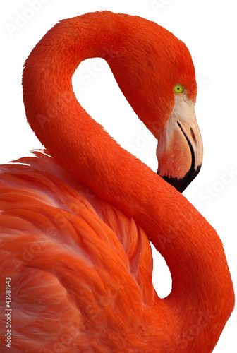 Fotoboard na płycie Portret różowego flamingo