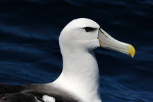 Portrait Of A Shy Albatross (Diomedea Epomophora).