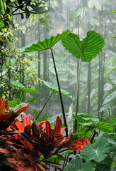 rainforest