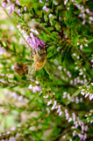 Fototapeta  - heather with busy honeybee