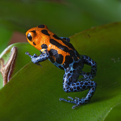 Fotoroleta zwierzę żaba dżungla