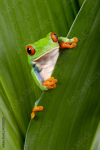 Obraz w ramie red eyed tree frog peeping