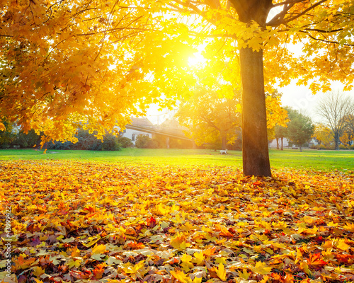 Foto-Vertikallamellen zum Austausch - Sunny autumn foliage (von sborisov)