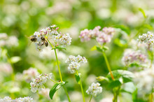 Two Bees On Blooming Buckwheat.