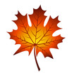Vector illustration of autumn maple leaf