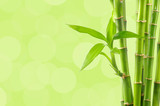 Fototapeta Sypialnia - Bamboo background