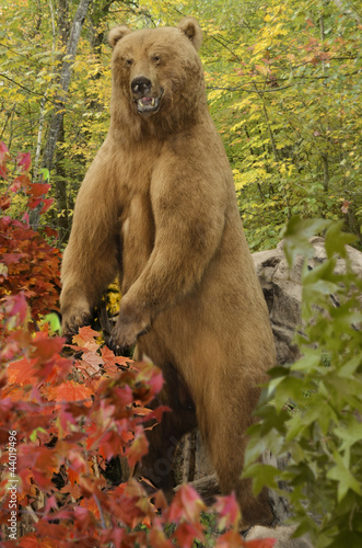 Plakat na papierze fotorealistycznym Niedźwiedź grizzly