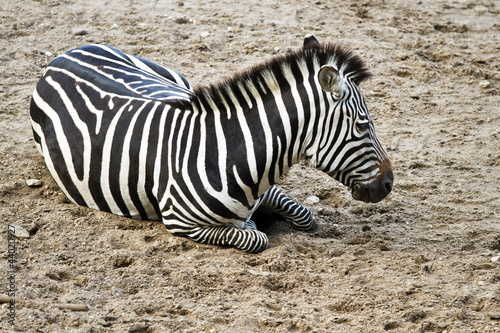 Obraz na płótnie canvas Zebra lub equus quagga odpoczynku