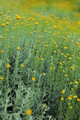 Poster - yellow spring flowers macro close up